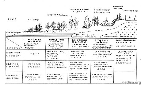 Хронологический аспект растительного покрова северо-востока России